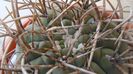 Gymnocalycium spegazzinii ssp. armatum