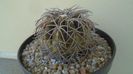 Gymnocalycium spegazzinii