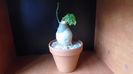 Adenia glauca