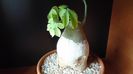 Adenia glauca
