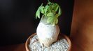 Adenia glauca