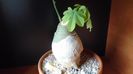 Adenia glauca