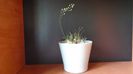 Ornithogalum sardienii