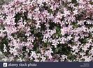 clematis-pink-perfection-plant-in-flower-BMMWEH