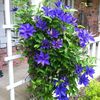 clematis-the-president