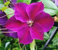 clematis-star-of-india-neil-joy