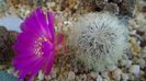 Sulcorebutia patriciae (Rebutia canigueralii ssp. crispata)