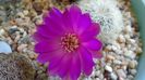 Sulcorebutia patriciae (Rebutia canigueralii ssp. crispata)