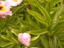 P1360425