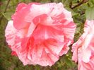 P1360596