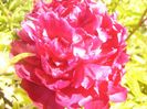 P1360884