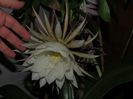 oxypetalum floare f mare complet alba