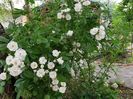 Perenial Blush