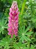 Lupin