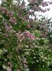 Deutzia