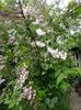 Deutzia