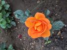 IMG-20200522-WA0037