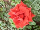 Ingrid bergmanIMG-20200522-WA0030