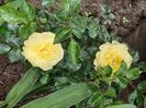 SoleroIMG-20200522-WA0031