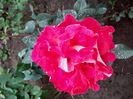 BolshoiIMG-20200522-WA0032