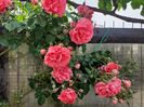 Rosarium uetersenIMG-20200522-WA0026