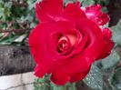 BolshoiIMG-20200522-WA0019