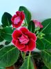 IMG-20200523-WA0004