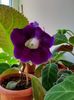 IMG-20200523-WA0008