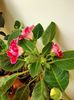 IMG-20200523-WA0006