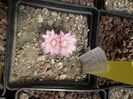 Gymnocalycium bruchii
