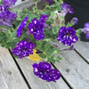 Petunia grandiflora ‘Night Sky’