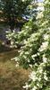 Philadelphus coronarius