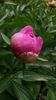 Paeonia pink spp