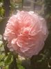 rose de tolbiac