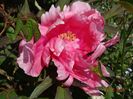 pink anthesis