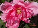 pink anthesis