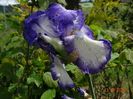 Rococo