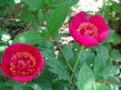Anemoniflora