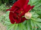 Scarlet Heaven
