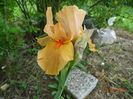 Orange Petals