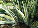pallida variegata