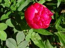 Rosea Plena