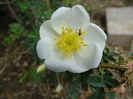pimpinellifolia