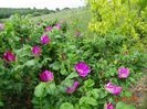 rugosa Rubra