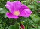 rugosa Rubra