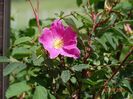 rosa pendulina Harstad