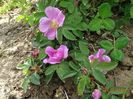 rosa californica?