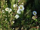 spinosissima Altaica