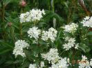 deutzia lemoinei