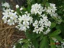 deutzia lemoinei